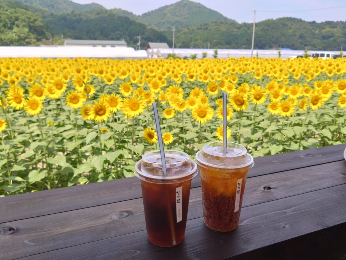 大中グリーン工房【滋賀県近江八幡市】ひまわり畑