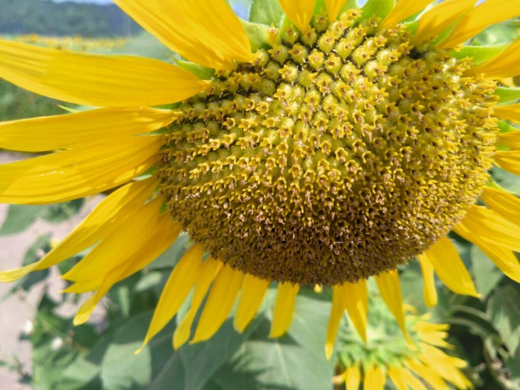大中グリーン工房【滋賀県近江八幡市】ひまわり畑