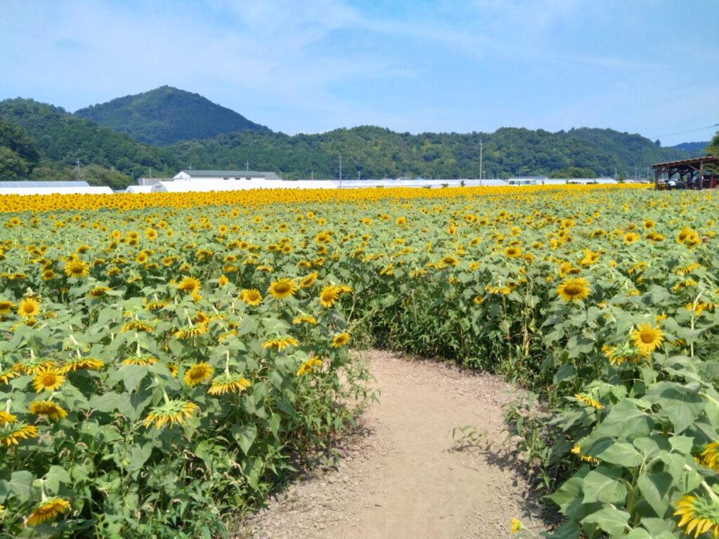 大中グリーン工房【滋賀県近江八幡市】ひまわり畑
