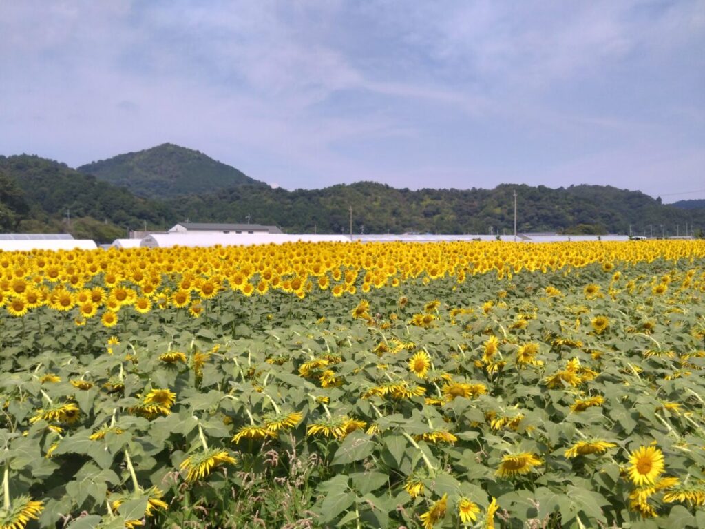 大中グリーン工房【滋賀県近江八幡市】ひまわり畑