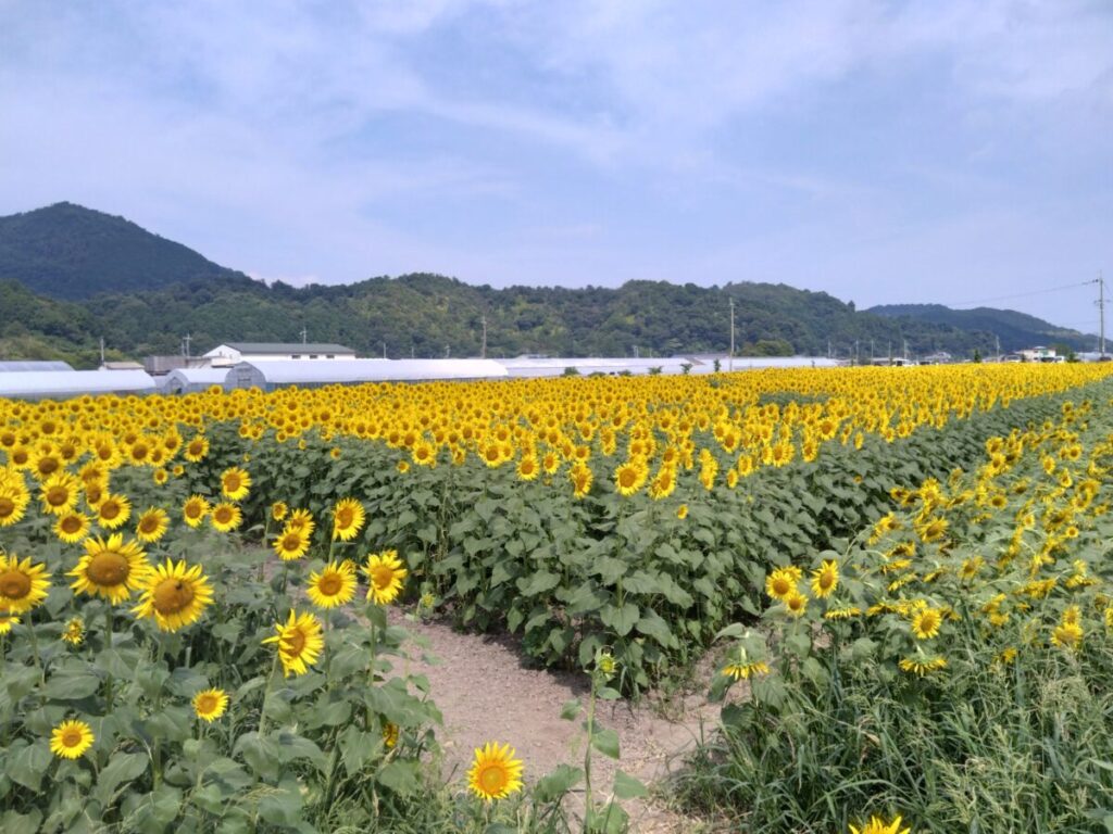 大中グリーン工房【滋賀県近江八幡市】ひまわり畑