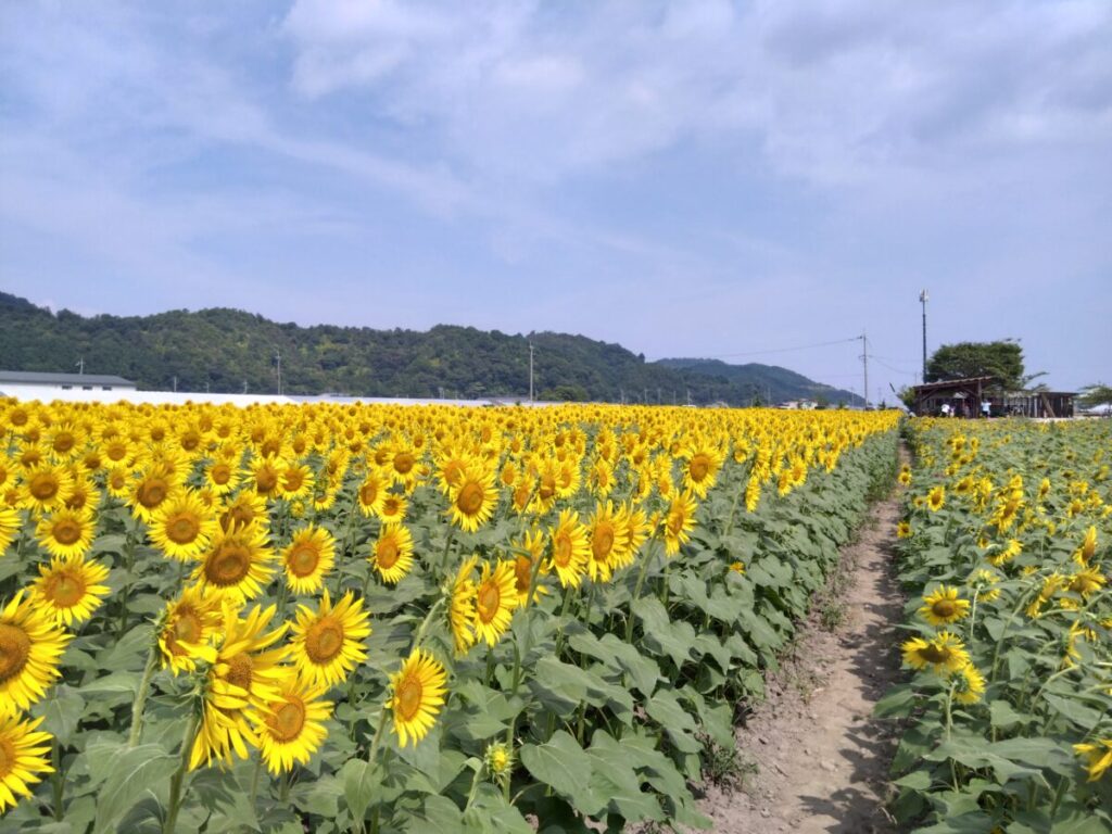 大中グリーン工房【滋賀県近江八幡市】ひまわり畑