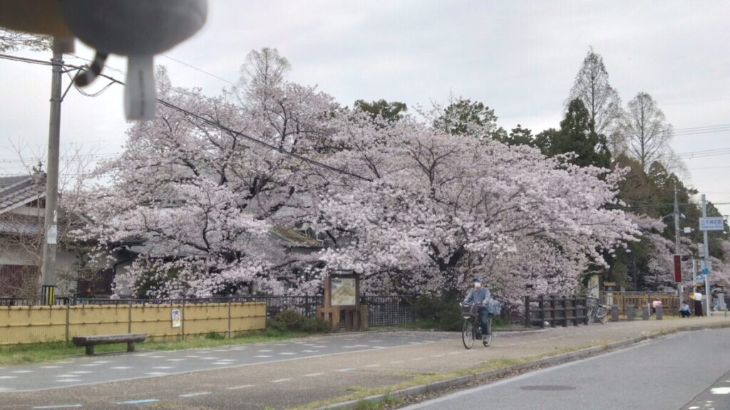 桜